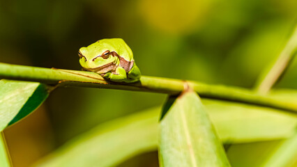 Hyla arborea, european tree frog, resting on a branch on a sunny summer day