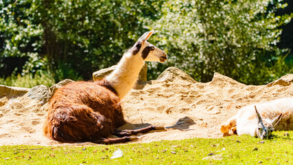 Obraz premium Lama glama, llama, on a sunny summer day