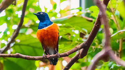 Lamprotornis superbus, superb starling, on a sunny summer day