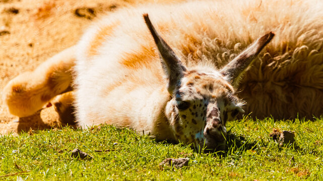 Lama glama, llama, on a sunny summer day