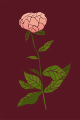 Realistic hand-drawn peonies in soft pink tones, created as high-quality vector illustrations with delicate gradients. Each flower features detailed petals, natural shading and elegant botanical lines