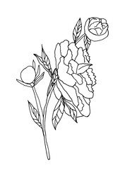 Realistic hand-drawn peonies in soft pink tones, created as high-quality vector illustrations with delicate gradients. Each flower features detailed petals, natural shading and elegant botanical lines