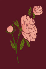 Realistic hand-drawn peonies in soft pink tones, created as high-quality vector illustrations with delicate gradients. Each flower features detailed petals, natural shading and elegant botanical lines