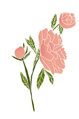 Realistic hand-drawn peonies in soft pink tones, created as high-quality vector illustrations with delicate gradients. Each flower features detailed petals, natural shading and elegant botanical lines
