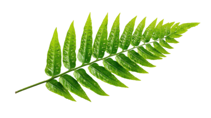 Fern Frond Isolated on Transparent Background