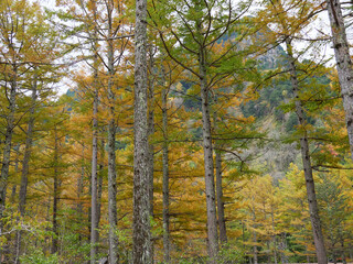 Fototapeta premium 秋の観光名所上高地の森の風景