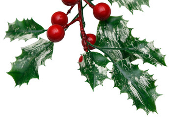 Holiday Holly Red Berries and Glossy Leaves on White