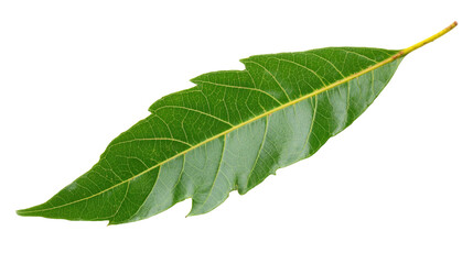Fototapeta premium Green Leaf on Transparent Background