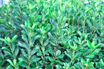 鮮やかな緑色が美しい植物の葉のクローズアップ・春から夏にかけての生き生きとした自然の息吹を感じさせるボタニカル背景素材