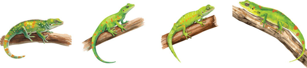 Naklejka premium Watercolor set isolated illustration of bright green Madagascar day gecko lizard with orange spots resting on wooden branch. Isolated on a white background