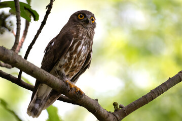 A striking, detailed of a Brown Hawk owl, Brown boobook perched on a dark, mossy branch, set against a beautifully soft, blurred background of lush green tropical foliage.