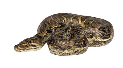 Obraz premium Reticulated Python Isolated
