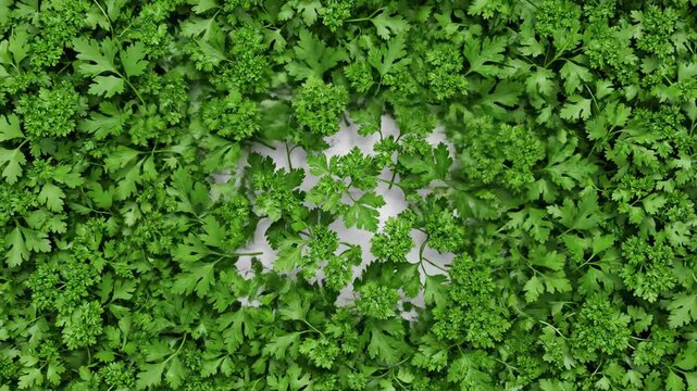Animated graphic of multiple vibrant green parsley sprigs smoothly spreading and filling the clean, isolated, seamless white background design, green, minimalism