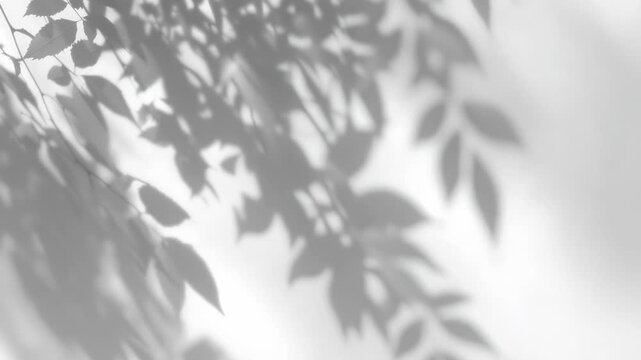 Moving Plant Leaf Shadow on White Wall for Minimalist Backgrounds, Calm Wellness Scenes and Product Mockup Visuals