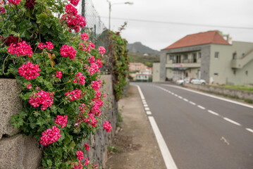 Garachico, Tenerife, Spain - A charming street lined with colorful flowers and a peaceful road, showcasing the quaint beauty of local architecture