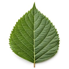 Obraz premium Pinus Heldreichii Bosnian Pine Evergreen Needle Cluster on Bright White Background Natural Conifer Foliage Vibrant Green Texture Minimal Botanical Still Life Elegant Forest Organic Composition