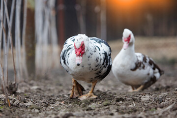 A group of domestic Muscovy ducks are walking around the garden.
