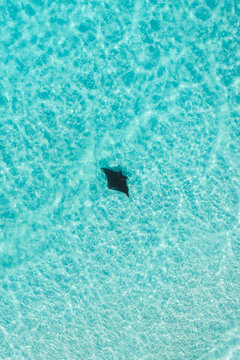 Aerial view of a solitary stingray gliding through the crystal-clear turquoise waters, a mesmerizing dance of shadow and light, Great Harbour Cay, Berry Islands, The Bahamas.