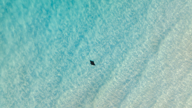 Aerial view of a solitary stingray glides through the crystalline turquoise waters, its dark silhouette a stark contrast against the sun-kissed seabed, Great Harbour Cay, Berry Islands, The Bahamas.