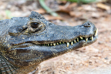 The yacare caiman (Caiman yacare) is a medium-sized carnivorous reptile native to the vast wetlands of South America, with the largest population concentrated in the Pantanal region of Brazil.