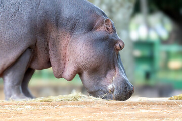 The common hippopotamus (Hippopotamus amphibius) is one of the largest land mammals on the planet, notable for its semi-aquatic lifestyle. Animal lover. Nature. &Aacute;frica.