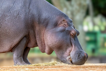 The common hippopotamus (Hippopotamus amphibius) is one of the largest land mammals on the planet, notable for its semi-aquatic lifestyle. Animal lover. Nature. &Aacute;frica.