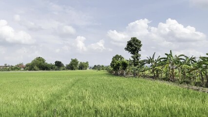 green field and blue sky