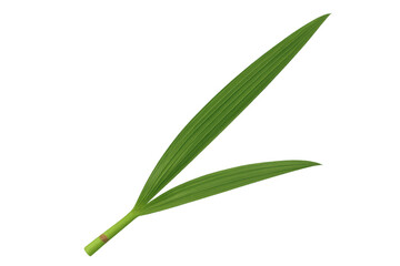 Obraz premium Bamboo stalk with two vibrant green leaves illustrating botany, growth, and sustainability, set against a transparent background