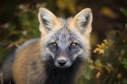 Red fox, cross colour morph. 