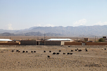 View of livestock grazing on the arid land before a cluster of buildings under a hazy sky with mountains in the distance, Quetta, Balochistan, Pakistan.