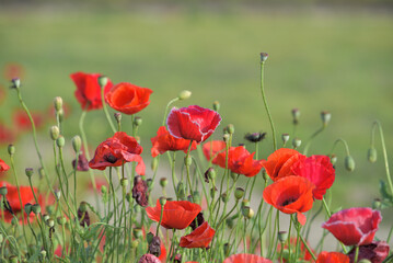 Red flower of corn poppy, Papaver rhoeas