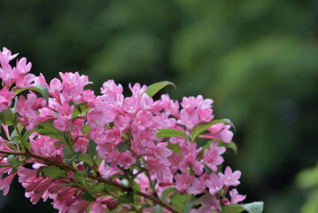 Pink flowers of the Weigela hortensis
