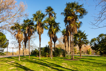 Obraz premium Palm trees on Principe Pio hill in Madrid, Spain