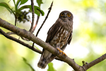 A striking, detailed of a Brown Hawk owl, Brown boobook perched on a dark, mossy branch, set against a beautifully soft, blurred background of lush green tropical foliage.