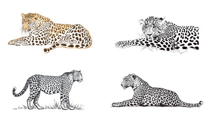 Elegant leopard line art illustration on white background, minimal wildlife outline drawing showcasing strength and grace, suitable for modern design, logo use, posters, prints and creative nature 