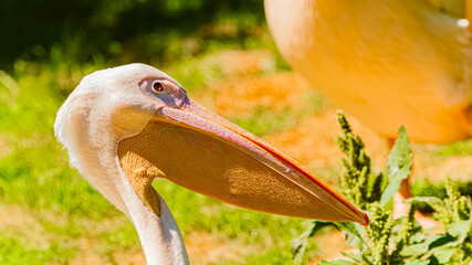 Pelecanus onocrotalus, great white pelican, on a sunny summer day