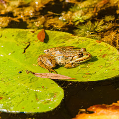 Pelophylax ridibundus, Eurasian Marsh Frog, on leaves on a sunny summer day