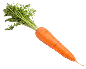 carrot on a white background