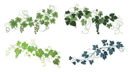 Simple elegant botanical illustration of a grapevine, grape leaves and vine branch vector design