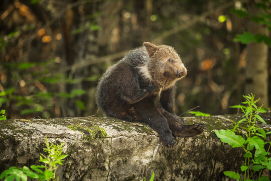 View of a young bear perched on a weathered stone ledge, amidst lush greenery, scratching its neck under the dappled sunlight, Poienari, Transilvania, Romania.