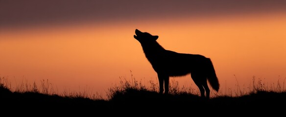 Obraz premium The wolf vocalizing at dusk paints shadows singing into night’s velvet canvas
