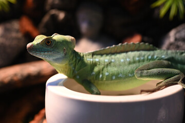 Reptiles lizards