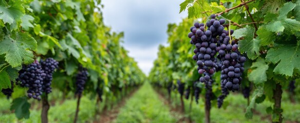 Fototapeta premium The vineyard rows filled with juicy red grapes ready for tasting events.