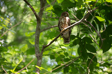A striking, detailed of a Brown Hawk owl, Brown boobook perched on a dark, mossy branch, set against a beautifully soft, blurred background of lush green tropical foliage.