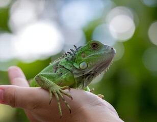 Fototapeta premium Green basilisk reptile lizard on a tropical tree palm