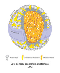 Low density lipoprotein cholesterol is a risk factor of atherosclerosis and promotes the occurrence of coronary heart disease. Therefore, hyperlipidemia should be treated as soon as possible.
