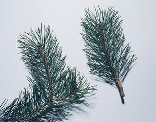 Obraz premium Realistic Green Fir Tree Branches Isolated on White Background – High-Resolution Evergreen Needles, Botanical Winter Decoration