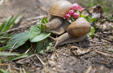 two snails traveling together on the ground after a summer rain