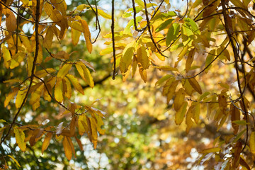 秋の光を浴びて輝く雑木林の背景と黄色いクヌギの葉