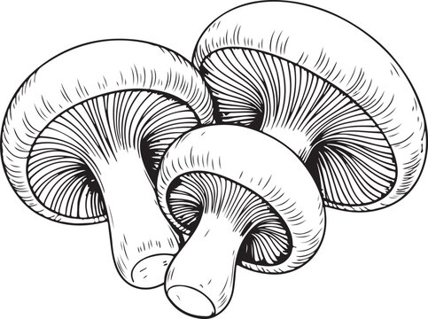 Mushroom Line Art Illustration. Detailed Isolated Mushroom Illustration Fungi Organic Autumn Vegetarian Food. Mushroom Hand-Drawn Collection.